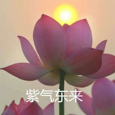 星王传奇手机版下载